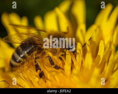 Il miele delle api sul fiore giallo, Close Up Macro Foto Stock