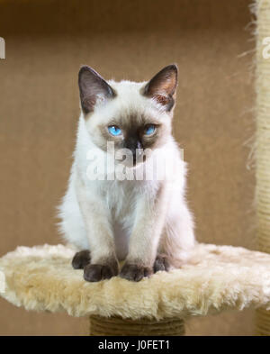 Il gattino(tipo Siamese ,Mekong bobtail) Foto Stock