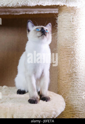 Il gattino(tipo Siamese ,Mekong bobtail) Foto Stock