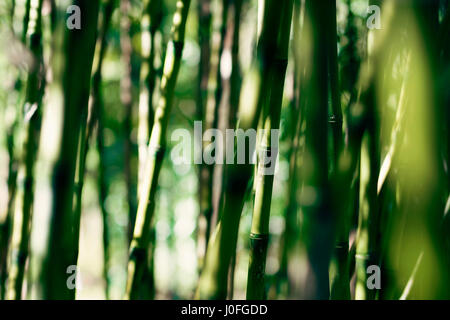 Fotografia di piante verdi in natura da vicino in una forma astratta Foto Stock