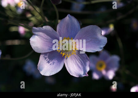 Giapponese (anemone hupehensis Anemone), Germania, Europa Foto Stock