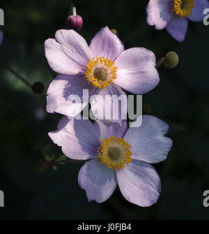 Giapponese (anemone hupehensis Anemone), Germania, Europa Foto Stock