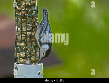 Squrrel grigio sul terreno Foto Stock