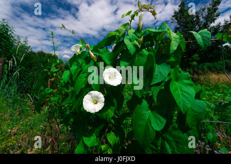 Chiudere fino a partire da un campo bianco centinodia Foto Stock