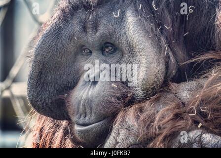 Orangutan e del nuovo nato presso lo Zoo Twycross, Leicestershire. Foto Stock