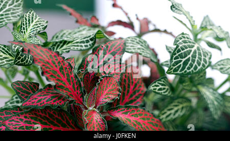 Fittonia pianta Foto Stock