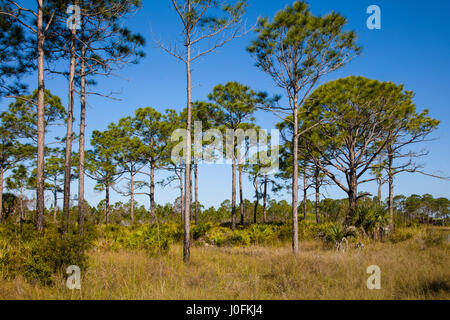 Pine Flatwoods in Babcock/Webb Wildlife Management Area in Punta Gorda in Southwest Florida Foto Stock