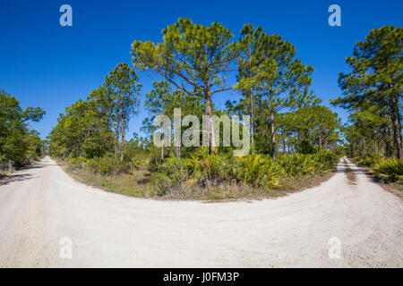 Strada in Babcock/Webb Wildlife Management Area in Punta Gorda in Southwest Florida Foto Stock
