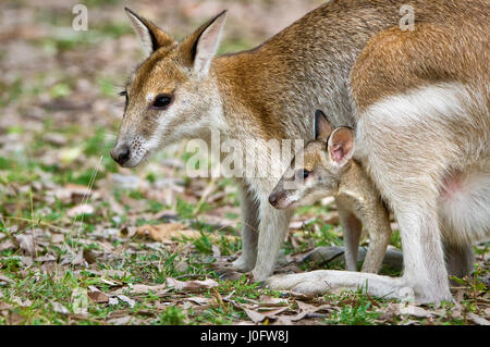 Agile Wallaby con joey che guarda fuori dalla custodia. Foto Stock