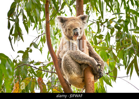 Il Koala in seduta gum tree. Foto Stock