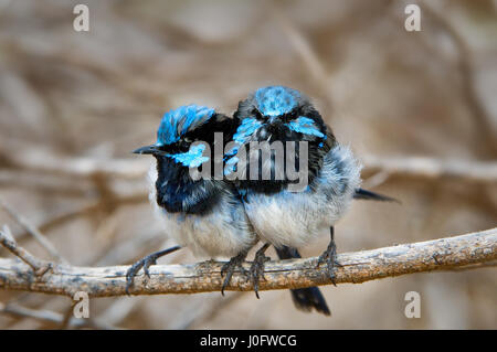 Due superbe Fairy-wrens seduto su un ramoscello. Foto Stock