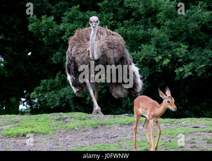 Femmina struzzo africano (Struthio camelus) a caccia di un impala antelope Foto Stock