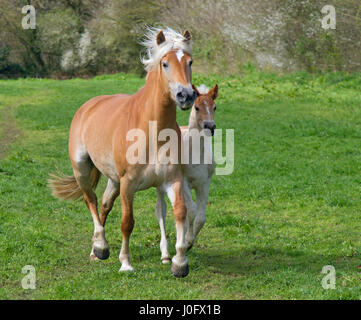 Avelignese e il puledro in esecuzione in Prato Foto Stock