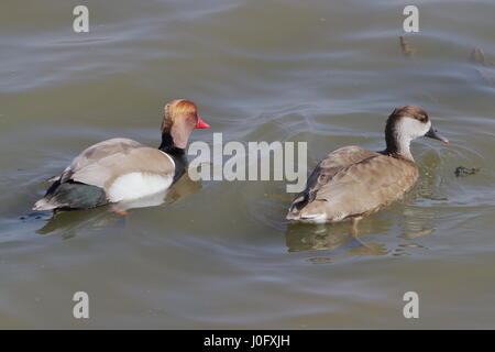 Rosso-crested moriglioni (Netta rufina) a Titchwell Marsh Regno Unito Foto Stock