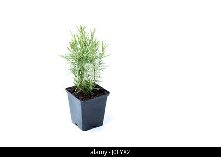 Il rosmarino piccolo albero in un recipiente scuro isolato in uno sfondo bianco Foto Stock