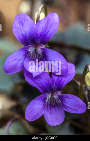 Viola labradorica, cane alpino violetta, Alpine violetta, american dog violetta, cane viola e Labrador viola Foto Stock