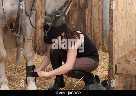 Giovane donna threading protezioni gamba sul suo cavallo in stabile. Foto Stock