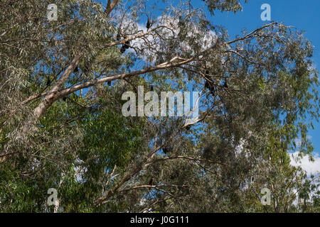 Katherine Gorge Northern Territory pipistrelli nella struttura ad albero