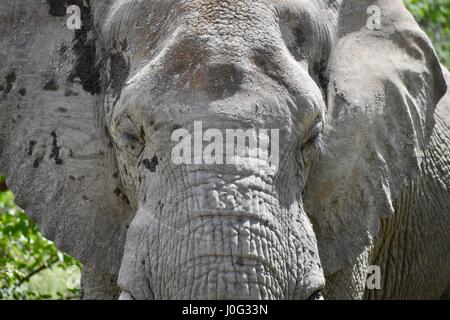 Close-up di un selvaggio dell' elefante africano Bull nel deserto del Botswana Tuli-blocco Foto Stock
