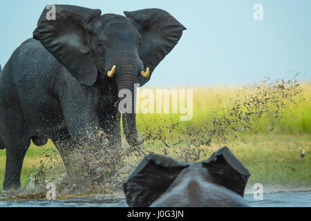 Elephant riprodurre la carica altro elefante, Chobe Nat Pk, Botswana, Africa Foto Stock