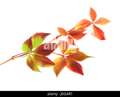 Autunno multicolore ramoscello di foglie di uva (Parthenocissus quinquefolia foglie). Isolato su sfondo bianco. Foto Stock