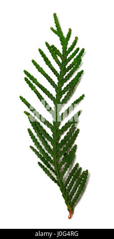 Thuja ramo isolato su sfondo bianco. Messa a fuoco selettiva. Foto Stock