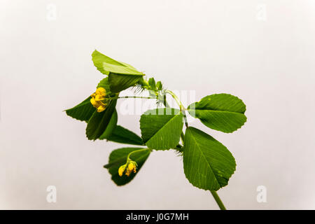 Di luppolina (Medicago lupulina) in California Central Valley. Considerato una specie invasive NEGLI STATI UNITI Foto Stock