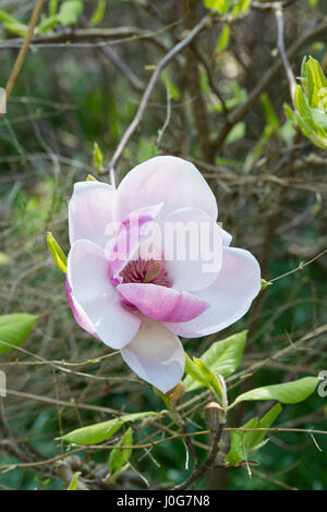 Magnolia soulangeana 'picture' x Magnolia campbellii 'Blumhard' albero fioritura in primavera. Regno Unito Foto Stock