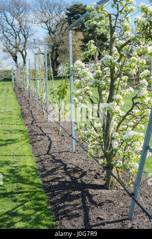 Pyrus communis " Beurré Hardy'. Pera "Beurré spalliera di albero in fiore. RHS Wisley Gardens, Surrey, Inghilterra Foto Stock