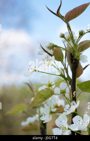 Pyrus pyrifolia var. ghouzouri. Asian Pear Tree fiorisce in primavera. Regno Unito Foto Stock