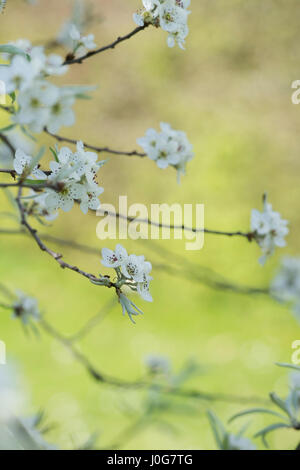 Pyrus salicifolia 'pendula". Penduli willow lasciarono pear tree blossom in primavera Foto Stock