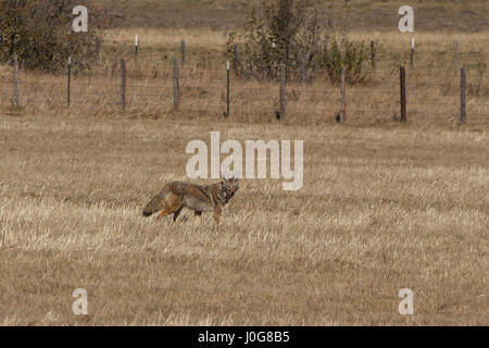 Un coyote cacce in un luogo asciutto e campo di autunno Foto Stock