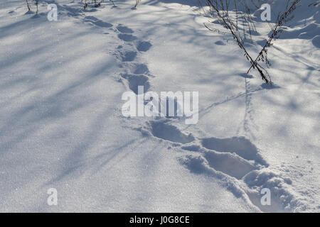 Orme, tracce umane nella neve Foto Stock
