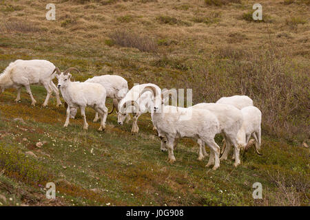 Dall pecore (ovis dalli) montoni pascolano sulla collina, Polychrome Pass area, Parco Nazionale di Denali, AK, STATI UNITI D'AMERICA Foto Stock