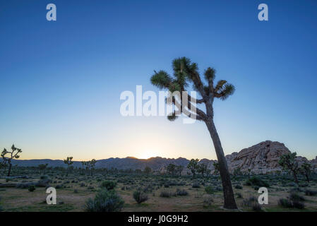 Il paesaggio del deserto e alberi di Joshua acquisiti prima del tramonto. Joshua Tree National Park, California, Stati Uniti d'America. Foto Stock