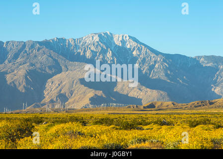 Campo di fiori selvatici del deserto e Mt. San Jacinto in background. Southern California, Stati Uniti d'America. Foto Stock