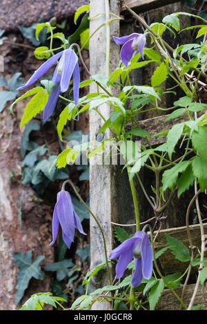 Fiori di Primavera di hardy scalatore ornamentali, la clematide alpina "Francesca Rivis' Foto Stock