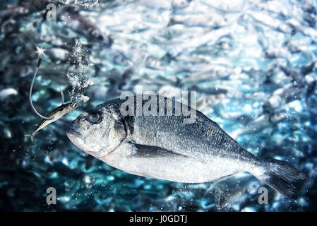 Pesce prende l'esca per attirare Foto Stock