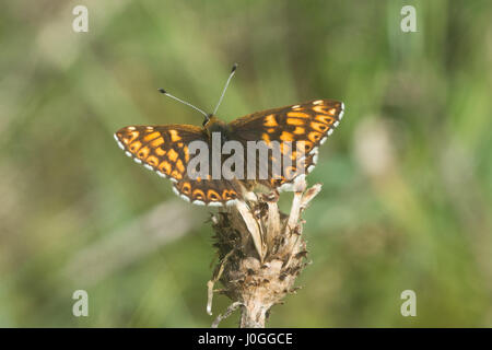 Close-up del duca di Borgogna butterfly (Hamearis lucina), Regno Unito Foto Stock