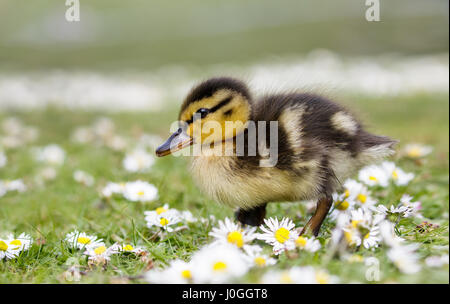 Carino soffici anatroccolo il germano reale (Anas platyrhynchos) chiedendo attraverso la molla margherite Foto Stock