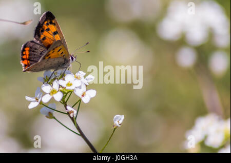 Ripresa macro di una piccola farfalla di rame. Foto Stock