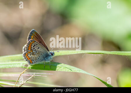 Ripresa macro di una piccola farfalla di rame. Foto Stock