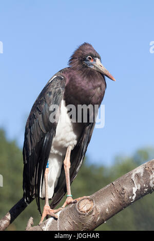 La Abdim stork, (Ciconia abdimii) noto anche come bianco a becco di cicogna. Lo Zoo di Londra. Foto Stock