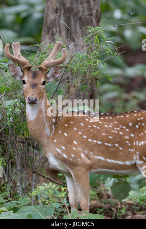 Spotted Deer immagine profilo Foto Stock