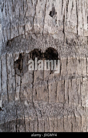 Close up da un palm tronco di albero in piedi nella città di Miami. Immagine può essere utilizzato come modello o sfondo. Di colore grigio. Foto Stock