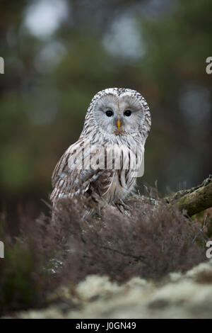 Ural Owl / Habichtskauz ( Strix uralensis ) seduto a terra, girando la testa, splendida grandi occhi neri, ambiente naturale circostante. Foto Stock