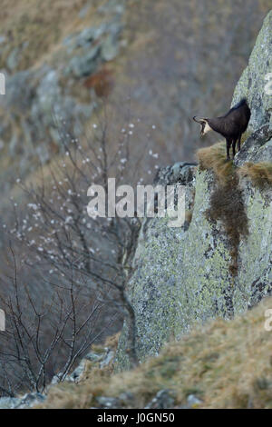 Il camoscio / camosci / Gaemse ( Rupicapra rupicapra ) in piedi di ripide scogliere, guardando giù nella valle. Foto Stock