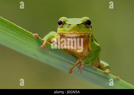 Raganella / Europäischer Laubfrosch ( Hyla arborea ), maschio adulto seduto su una foglia di reed, vista frontale, pulire lo sfondo di colore verde. Foto Stock