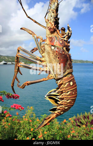 Caraibi Aragoste Panulirus Argus Foto Stock