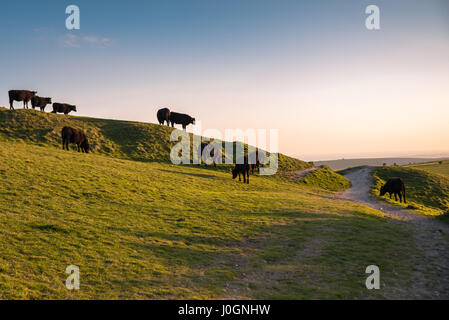 Vacche sulla collina al tramonto Foto Stock